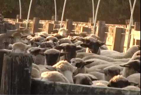 Many sheep at Henry Etcheverrys sheep ranch in Idaho