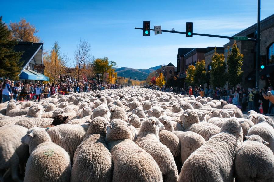 Sheep are trailed down Main Street in Ketchum during the festival.