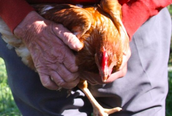 The hands of Blas' uncle, Joe Uberuaga