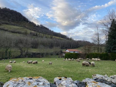 Sheep graze in the green fields surrounding the town of Gorriti in the Basque Country