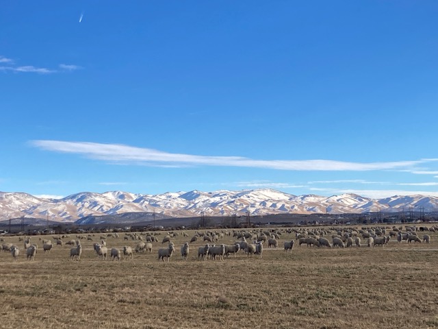 Sheep on the range in northern Nevada