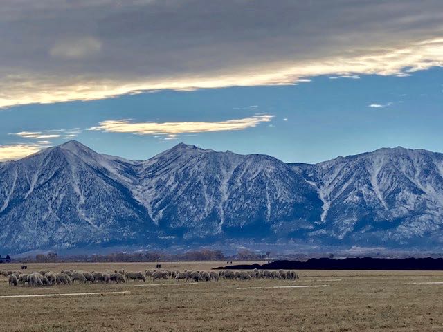 Sheep below Northern Nevada mountains